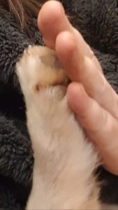 Main serrant la patte d'un chiot