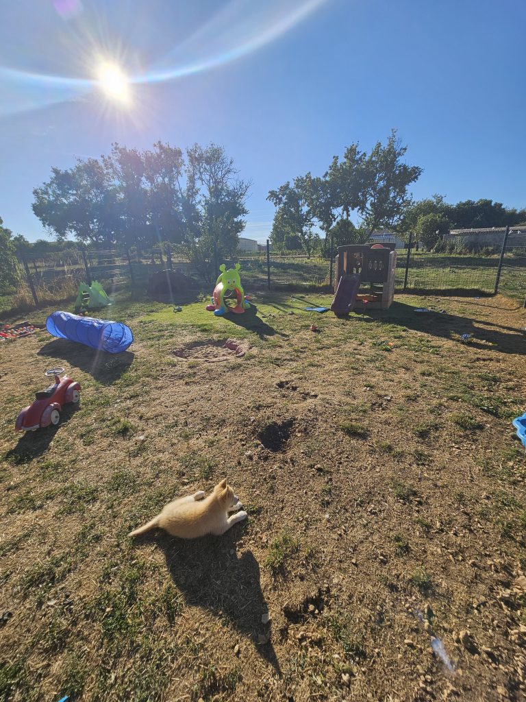 "Le parc à chiots extérieur : jeux, découverte et socialisation"